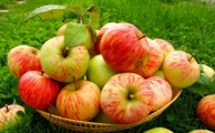 Яблоки сезонные от Знатного Фермера